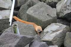 もしかしてだけど