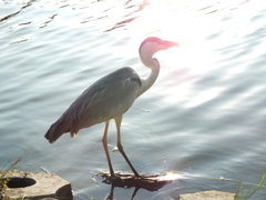 火の鳥