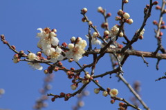 少し咲きました