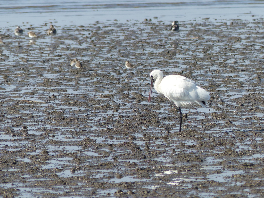 これはしってますよ