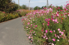 ３．５キロつずきます。