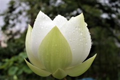 雨が降りました