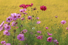 コスモス