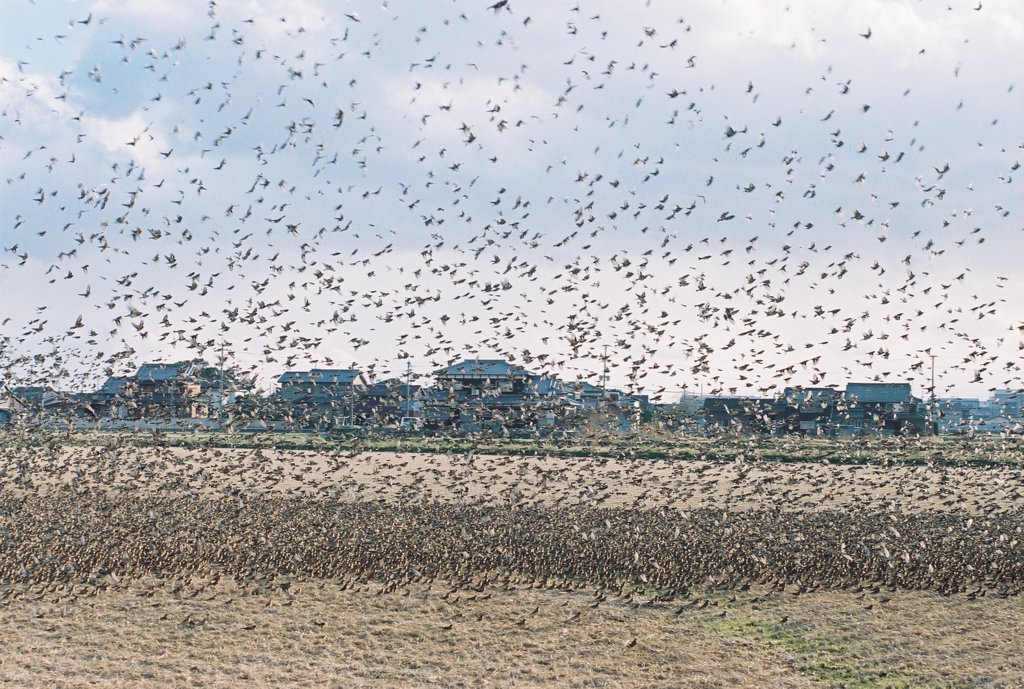 車で追いかけて