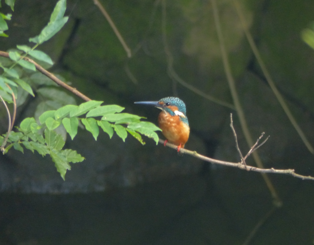 今朝のまるちゃん