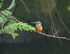 今朝のまるちゃん