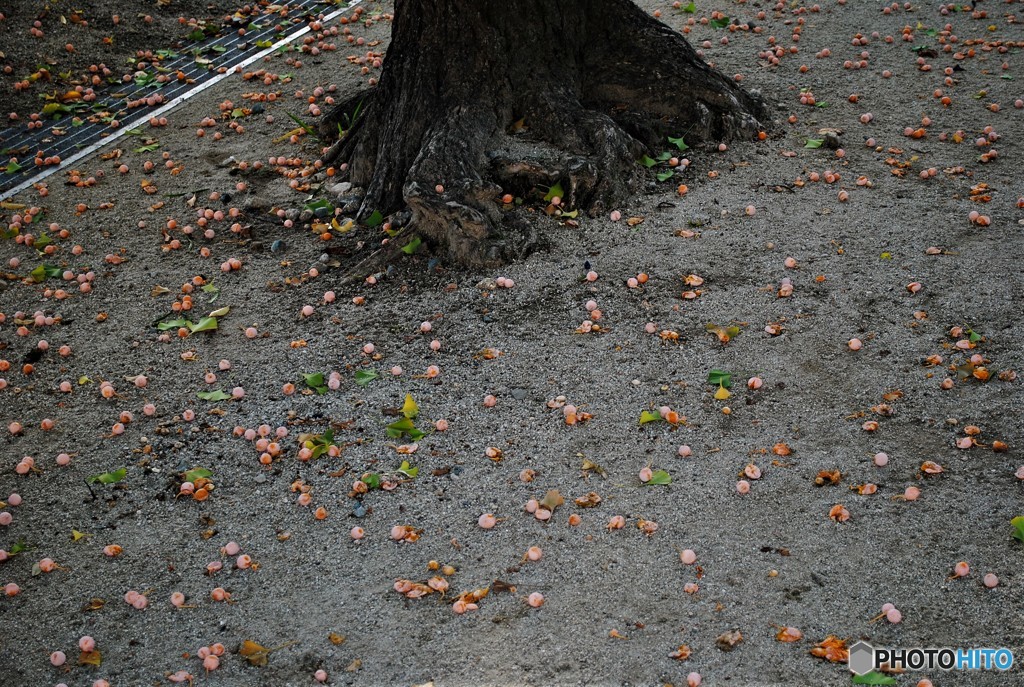 拾う人いないですね