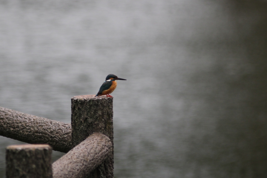 自分で採りなさい
