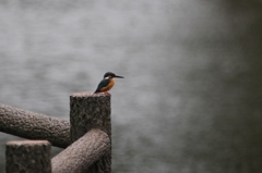 自分で採りなさい