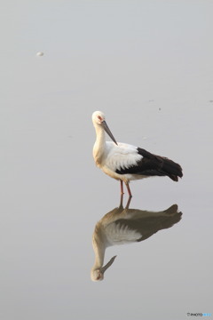 きれいに写して