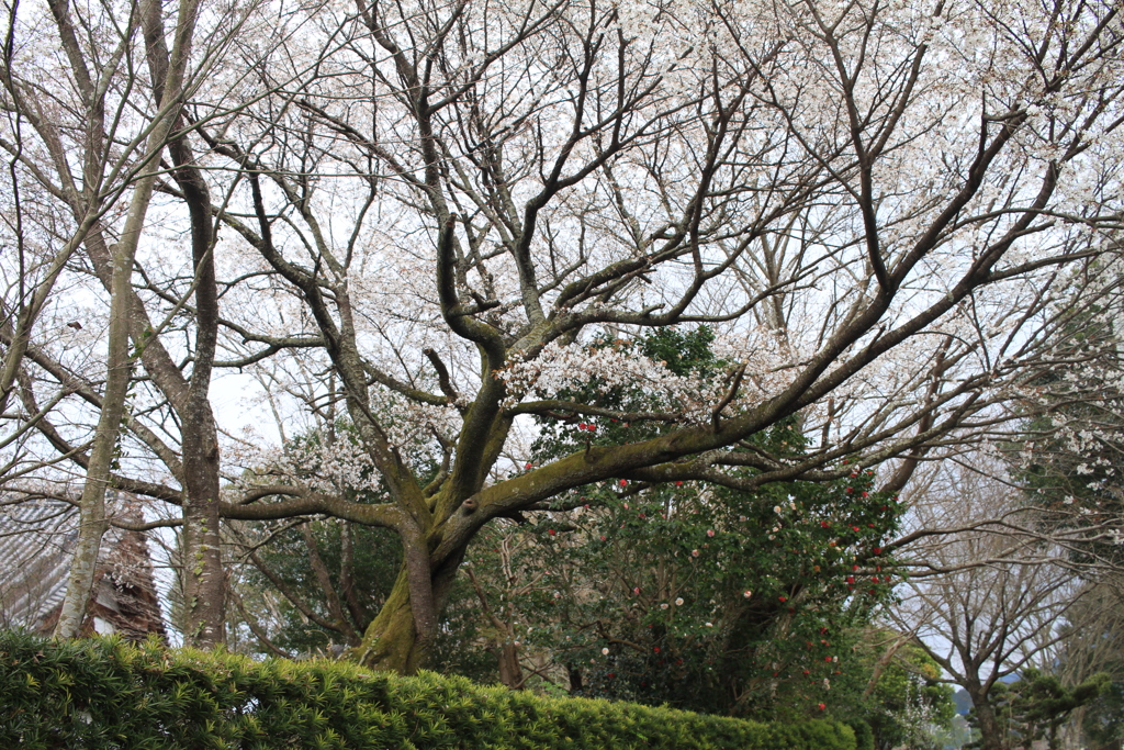 お寺の山桜
