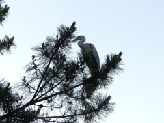 たまには下から