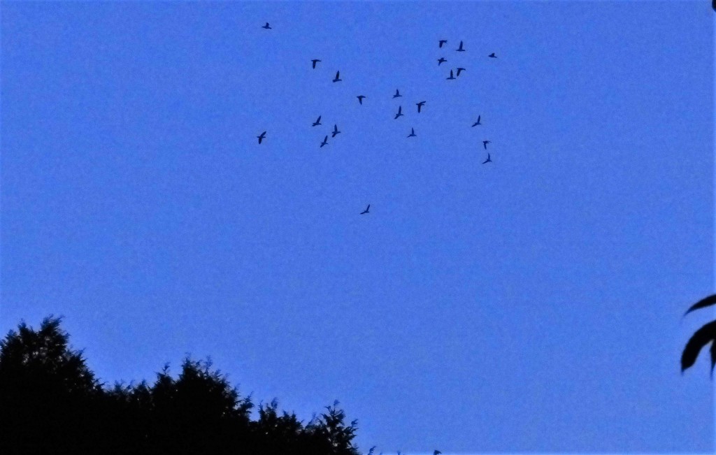 残念オシドリが逃げた