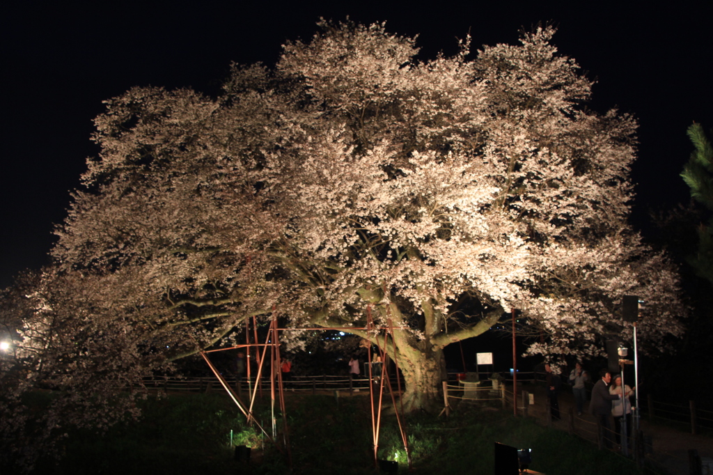 ５分咲くらいかな