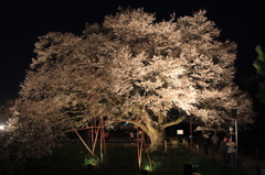 ５分咲くらいかな