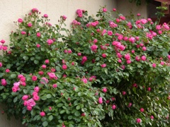 源さんちのバラ