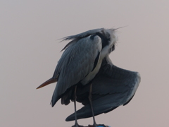 なにやってんの