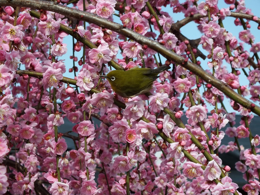 しだれ梅は最高で逃げませんでした