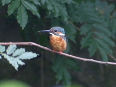 まるちゃんひさしぶり