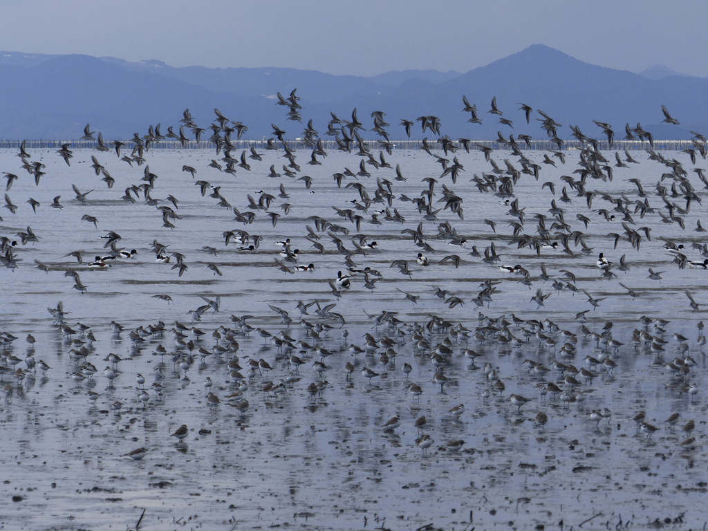 何しろすごいんです
