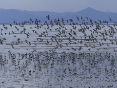 何しろすごいんです