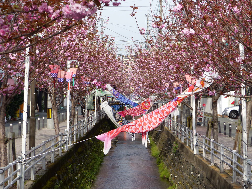 ネオン街のさくら