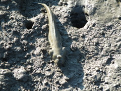 愛嬌ありますよ