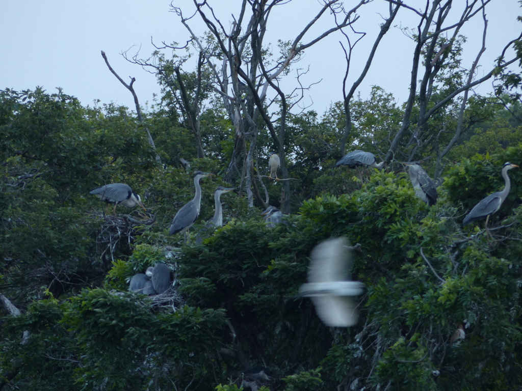 アオサギさんグループ