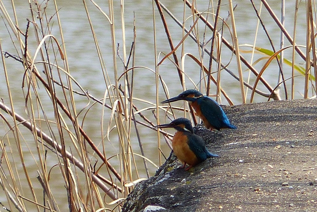 夕日がきれいだね