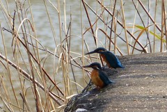 夕日がきれいだね