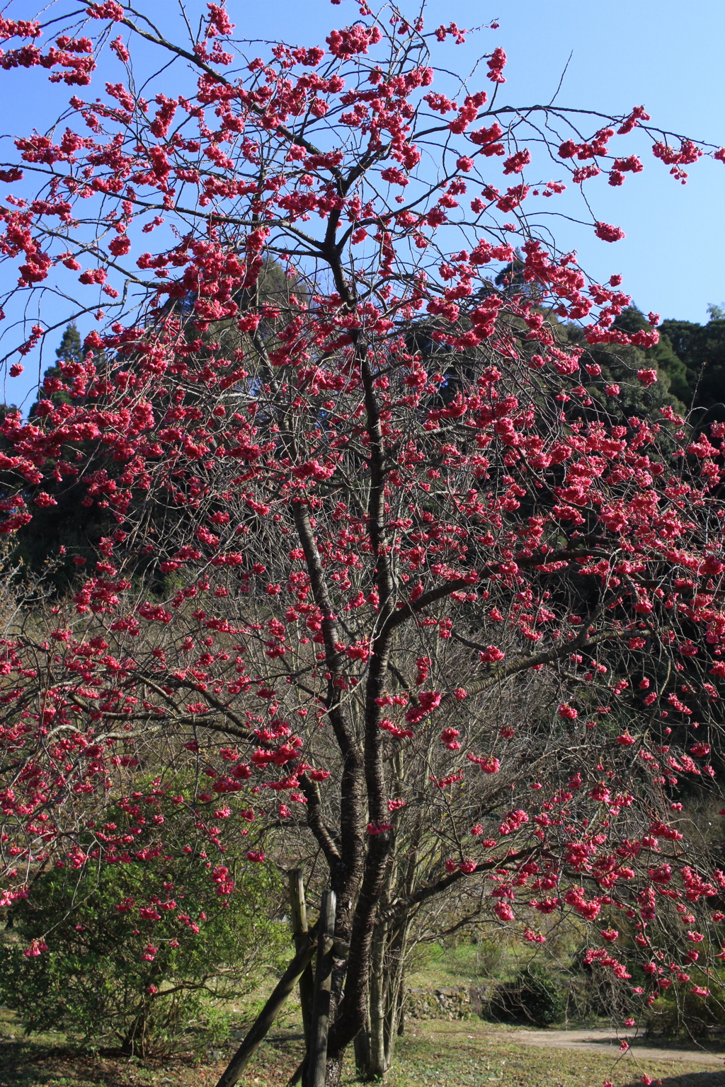 この花　美味しいです