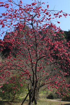 この花　美味しいです