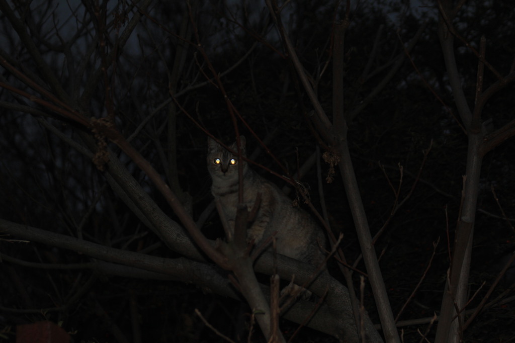 2016年最高の一枚