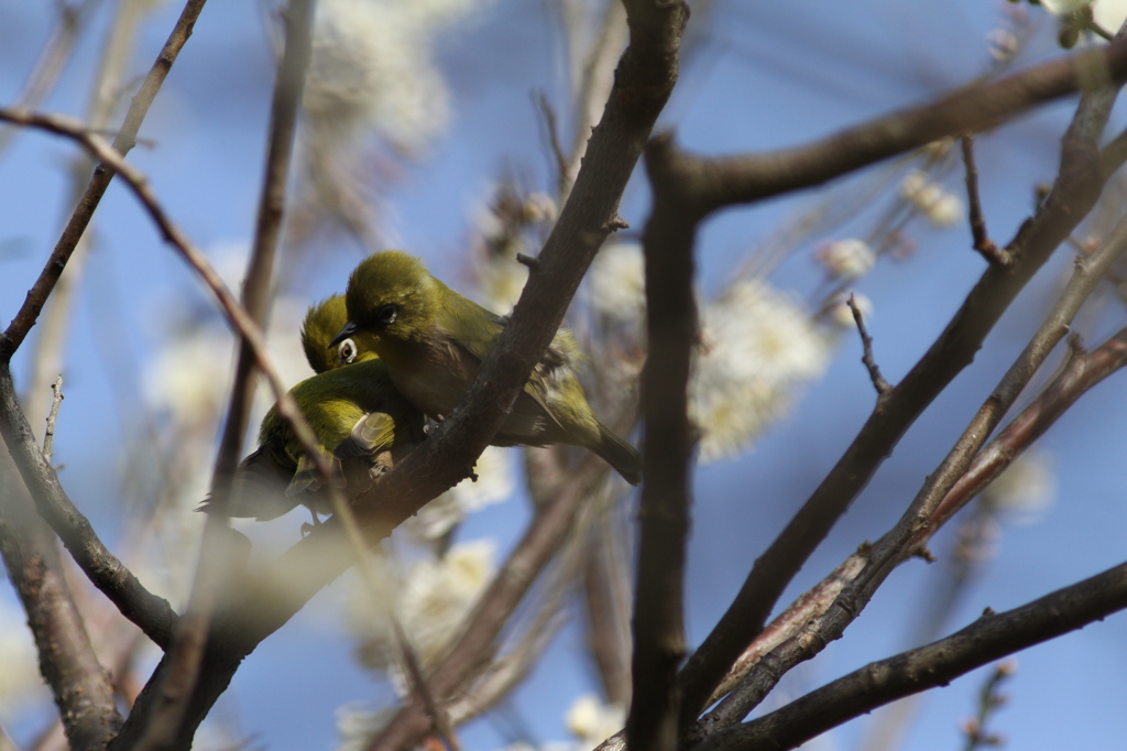 小梅ちゃんすいと―ばい