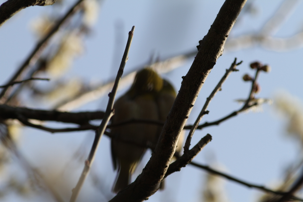 やだ、源蔵さんが見てる