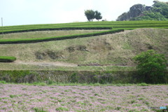 蓮華３