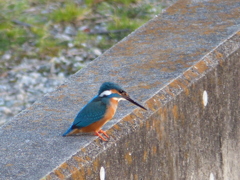 きれいに写してね