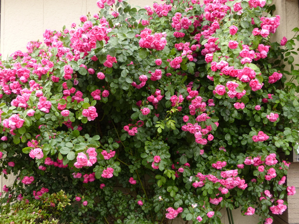 源さんちのバラ