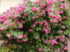 源さんちのバラ