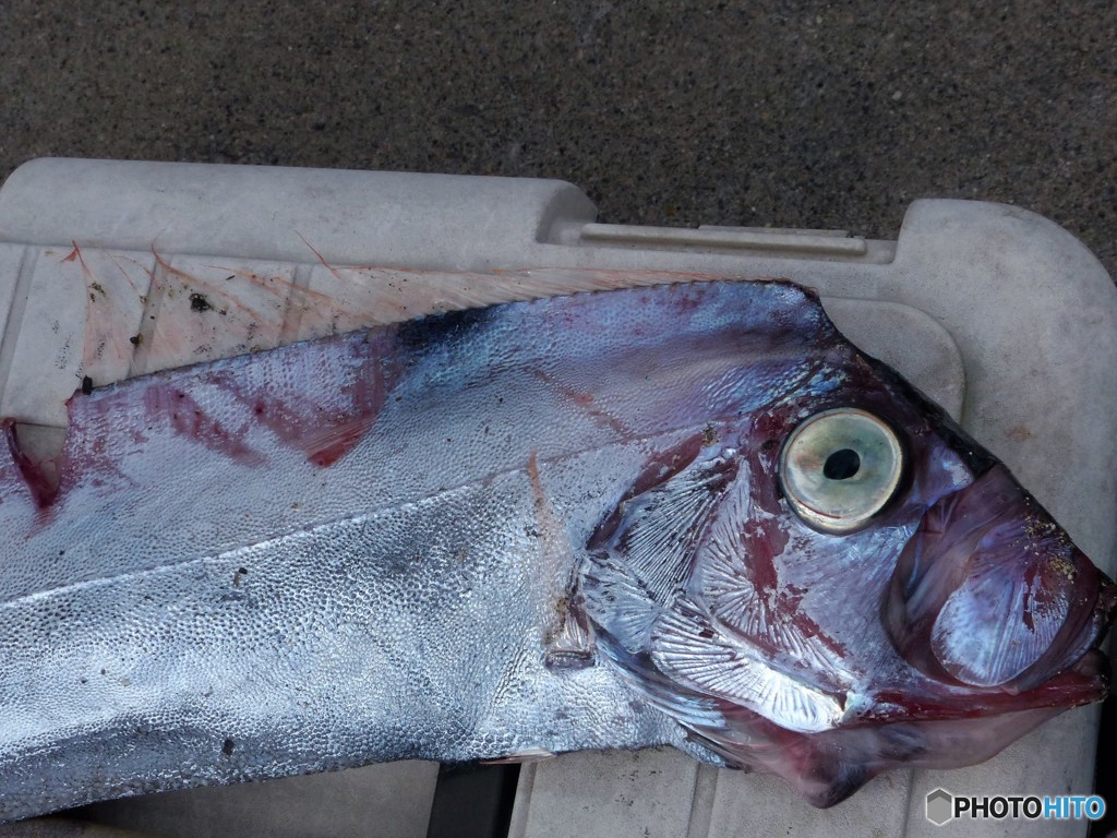 リュウグウノツカイとったどお