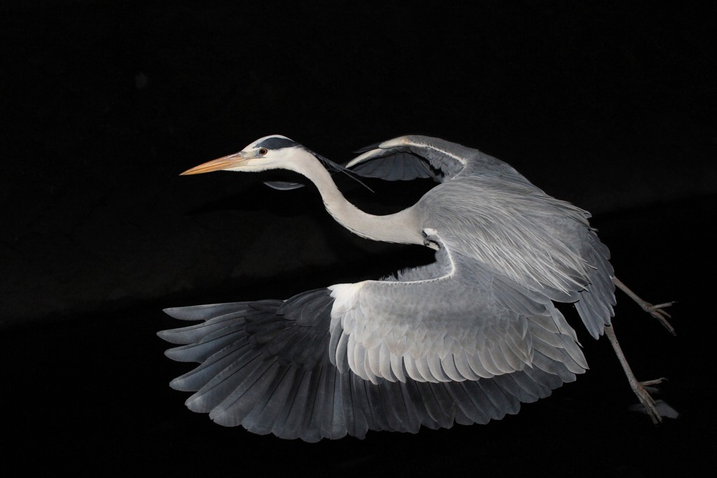 うまく撮れたね