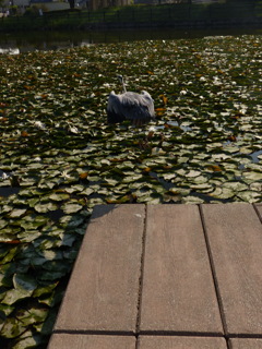 カープ留りません