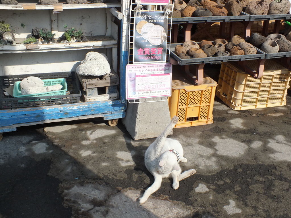 しろねこ