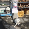 しろねこ