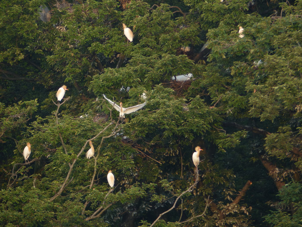 あまさぎちゃん