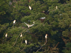 あまさぎちゃん