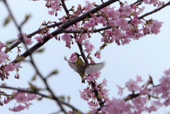 おはようございます