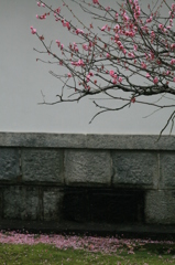 すこし散りました