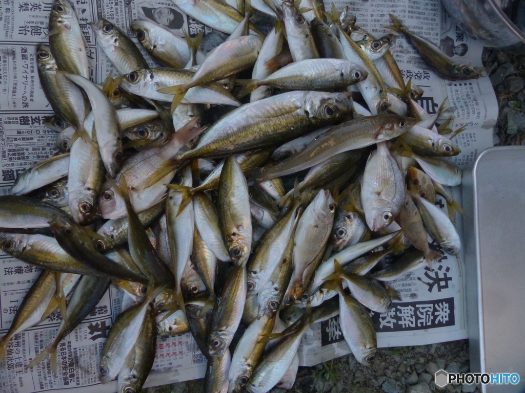 鰺の注文にこたえて