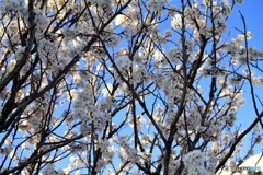 サクランボの木？